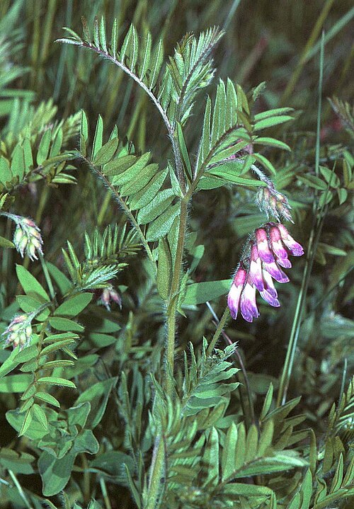 what does vetch mean?