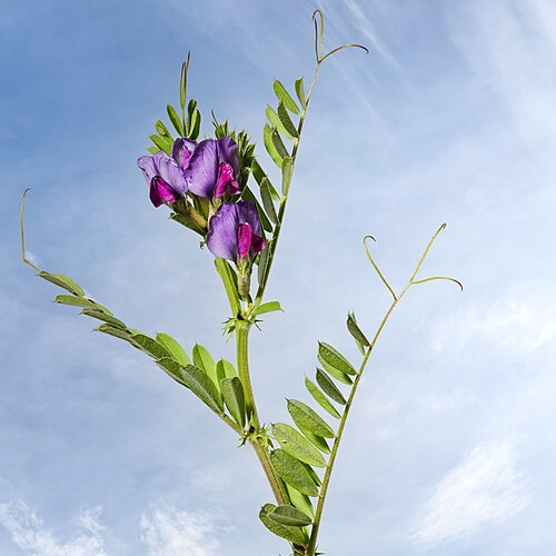 a vetch plant, a purple flower on a green vine, from wikipedia