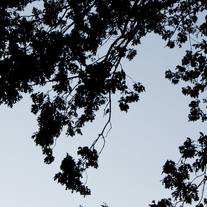 Silhouette of a bird sitting in tree branches against a light blue sky